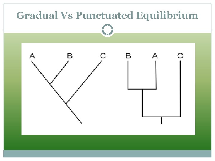 Gradual Vs Punctuated Equilibrium 