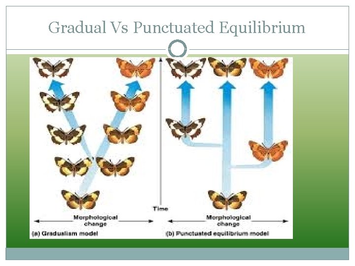 Gradual Vs Punctuated Equilibrium 