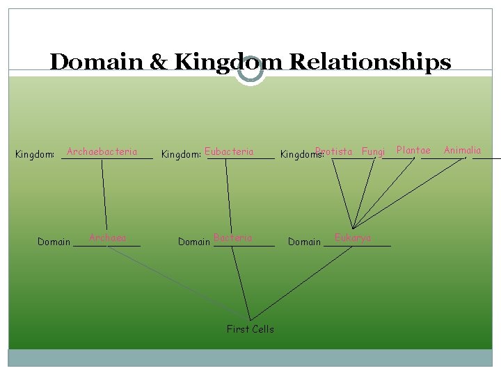 Domain & Kingdom Relationships Plantae Animalia Archaebacteria Protista Fungi_____, Kingdom: ________ Kingdom: Eubacteria ______