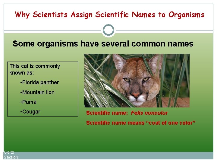 Why Scientists Assign Scientific Names to Organisms Some organisms have several common names This