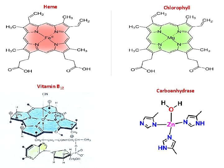 Heme Vitamin B 12 Chlorophyll Carboanhydrase 