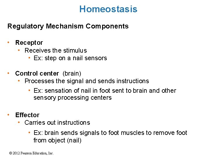 Homeostasis Regulatory Mechanism Components • Receptor • Receives the stimulus • Ex: step on