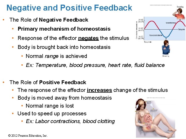 Negative and Positive Feedback • The Role of Negative Feedback • Primary mechanism of