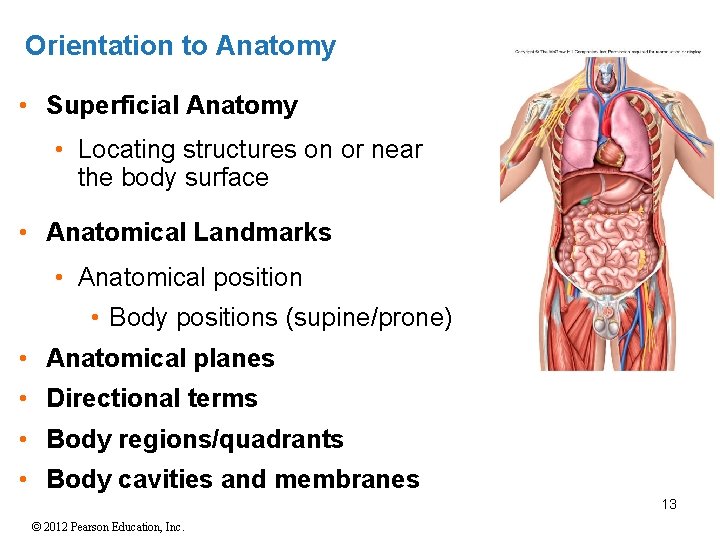 Orientation to Anatomy • Superficial Anatomy • Locating structures on or near the body