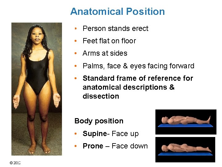 Anatomical Position • Person stands erect • Feet flat on floor • Arms at