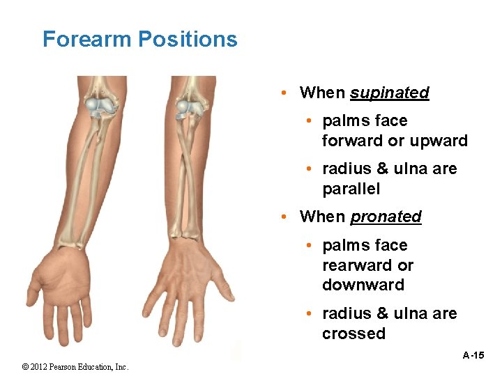 Forearm Positions • When supinated • palms face forward or upward • radius &