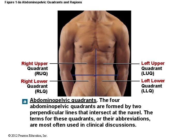Figure 1 -6 a Abdominopelvic Quadrants and Regions Right Upper Quadrant (RUQ) Left Upper