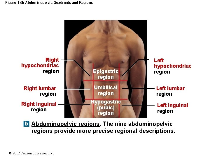 Figure 1 -6 b Abdominopelvic Quadrants and Regions Right hypochondriac region Epigastric region Right