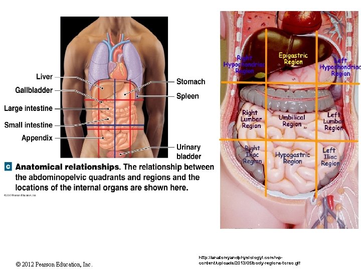 © 2012 Pearson Education, Inc. http: //anatomyandphysiologyi. com/wpcontent/uploads/2013/05/body-regions-torso. gif 