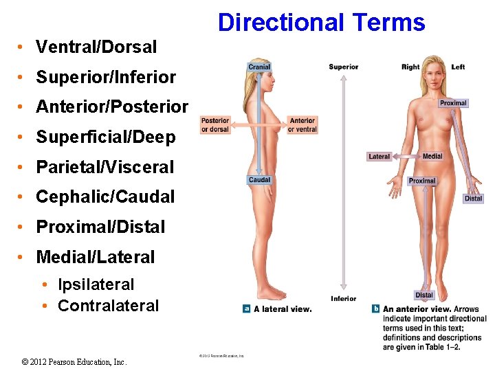 Directional Terms • Ventral/Dorsal • Superior/Inferior • Anterior/Posterior • Superficial/Deep • Parietal/Visceral • Cephalic/Caudal