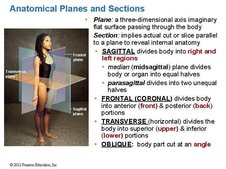 Anatomical Planes and Sections Transverse plane © 2012 Pearson Education, Inc. • Plane: a