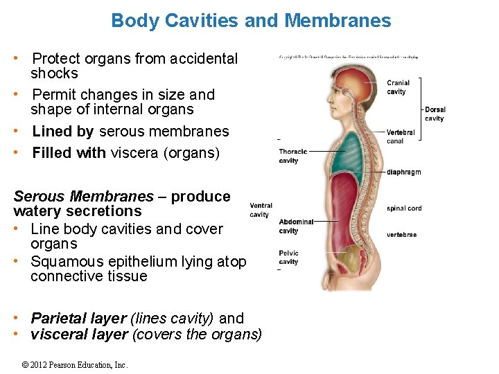 Body Cavities and Membranes • Protect organs from accidental shocks • Permit changes in