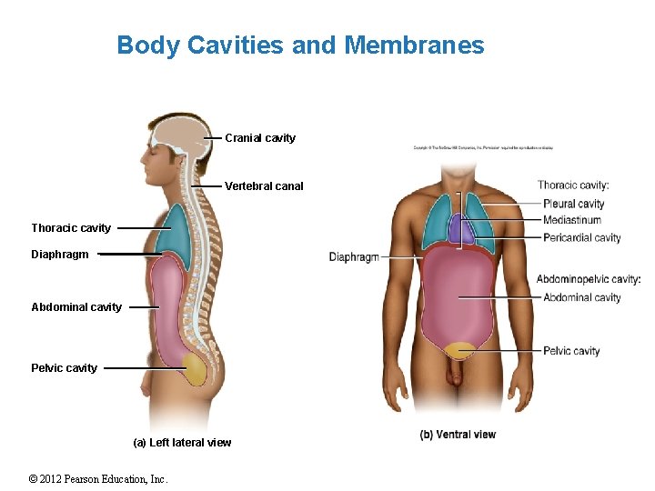 Body Cavities and Membranes Cranial cavity Vertebral canal Thoracic cavity Diaphragm Abdominal cavity Pelvic