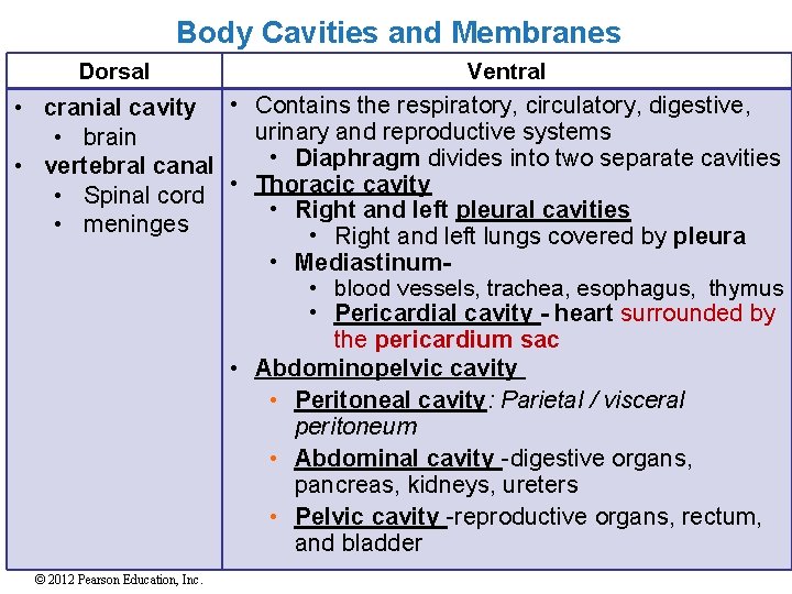 Body Cavities and Membranes Dorsal Ventral • cranial cavity • Contains the respiratory, circulatory,