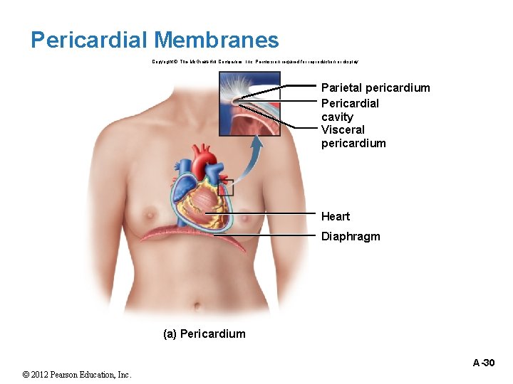 Pericardial Membranes Copyright © The Mc. Graw-Hill Companies, Inc. Permission required for reproduction or