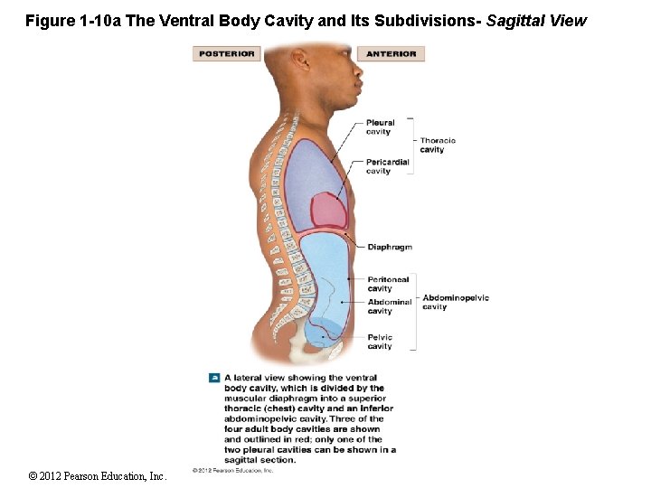Figure 1 -10 a The Ventral Body Cavity and Its Subdivisions- Sagittal View ©