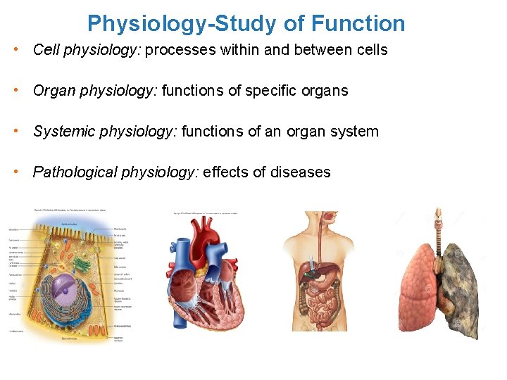 Physiology-Study of Function • Cell physiology: processes within and between cells • Organ physiology: