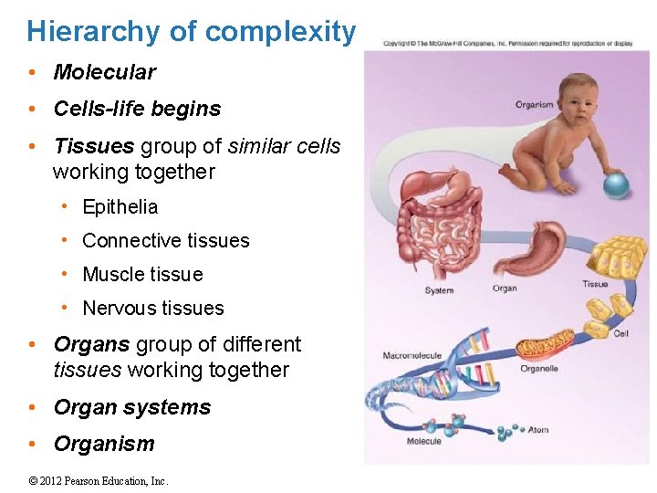 Hierarchy of complexity • Molecular • Cells-life begins • Tissues group of similar cells