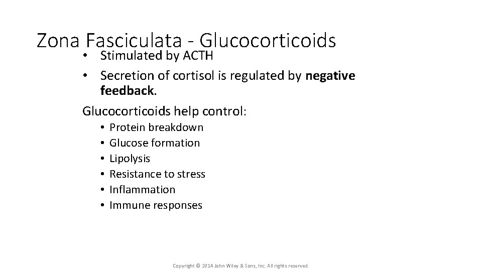 Zona Fasciculata - Glucocorticoids • Stimulated by ACTH • Secretion of cortisol is regulated