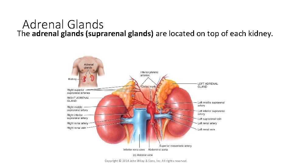 Adrenal Glands The adrenal glands (suprarenal glands) are located on top of each kidney.