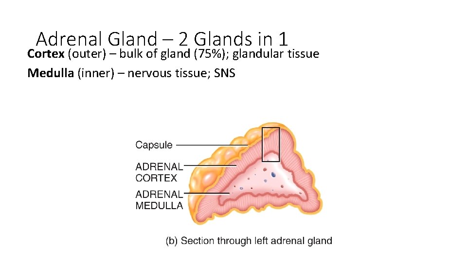 Adrenal Gland – 2 Glands in 1 Cortex (outer) – bulk of gland (75%);