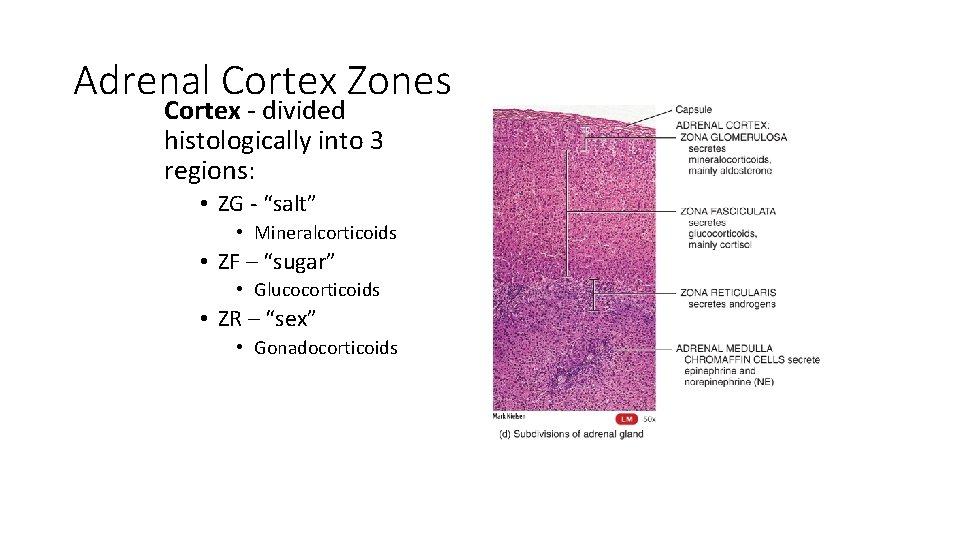 Adrenal Cortex Zones Cortex - divided histologically into 3 regions: • ZG - “salt”