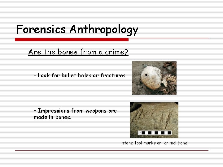 Forensics Anthropology Are the bones from a crime? • Look for bullet holes or