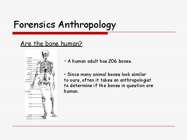 Forensics Anthropology Are the bone human? • A human adult has 206 bones. •