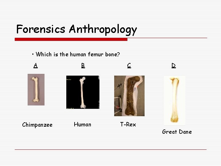 Forensics Anthropology • Which is the human femur bone? A Chimpanzee B C Human