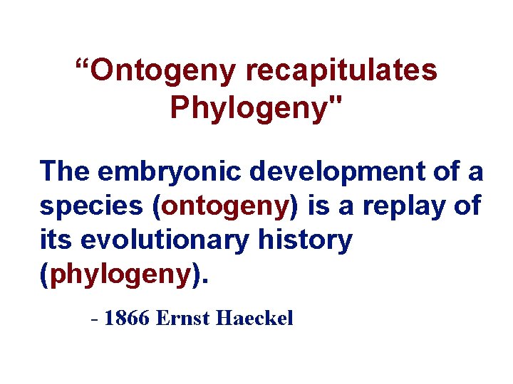 “Ontogeny recapitulates Phylogeny" The embryonic development of a species (ontogeny) is a replay of