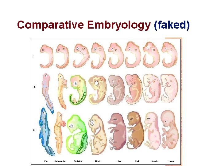 Comparative Embryology (faked) 