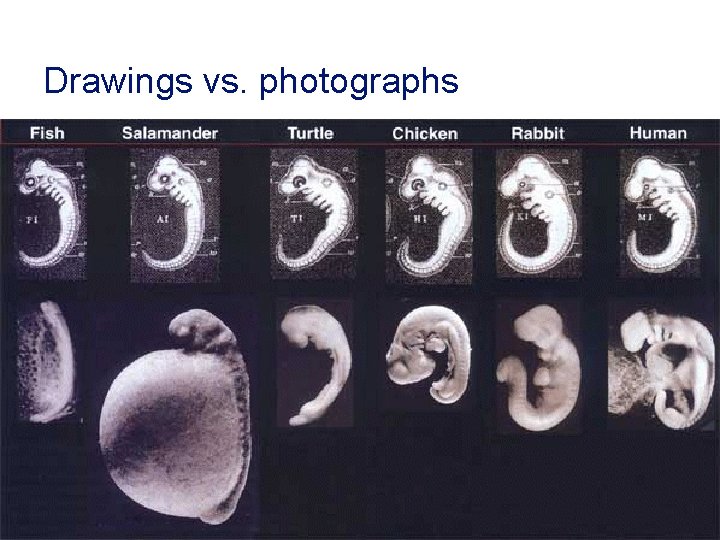 Drawings vs. photographs 