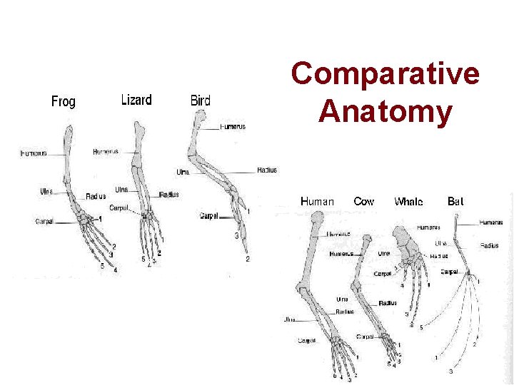 Comparative Anatomy 