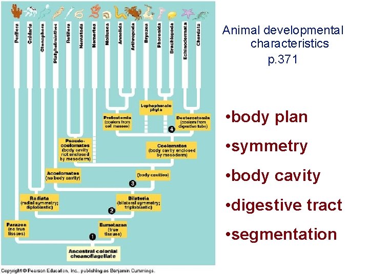 Animal developmental characteristics p. 371 • body plan • symmetry • body cavity •