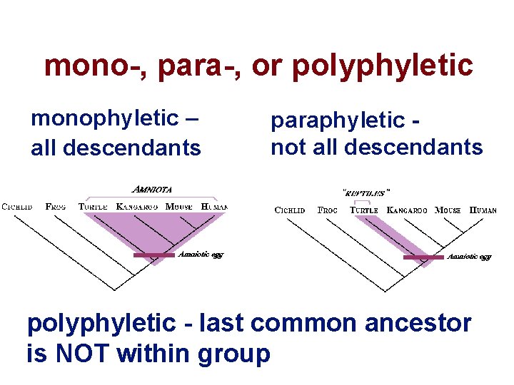 mono-, para-, or polyphyletic monophyletic – all descendants paraphyletic not all descendants polyphyletic -