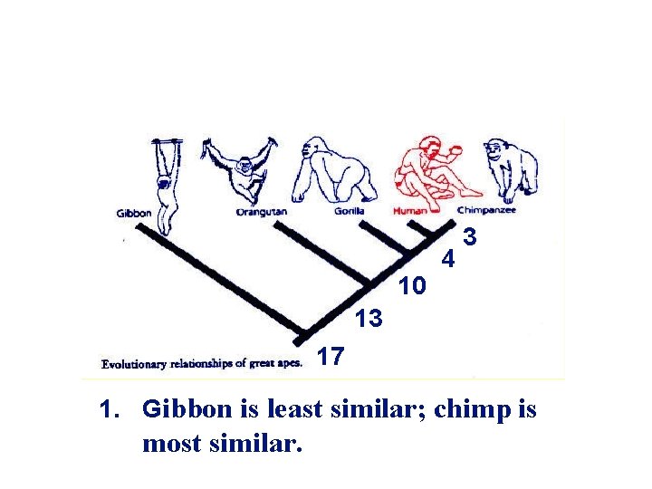 Restriction Maps 10 4 3 13 17 17 1. Gibbon is least similar; chimp