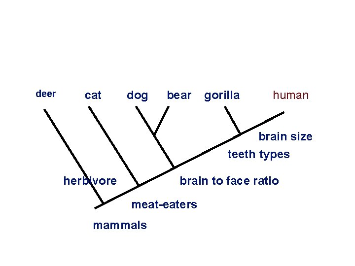 Skull Morphology deer cat dog bear gorilla human brain size teeth types herbivore brain