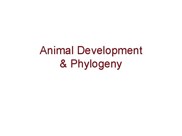 Animal Development & Phylogeny 