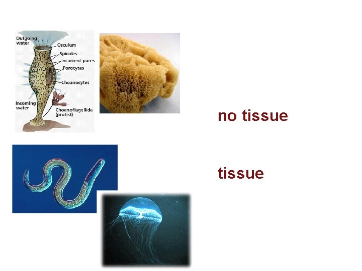 Tissue Organization 1. no tissue - no specialized fxn 2. tissue - specialization 
