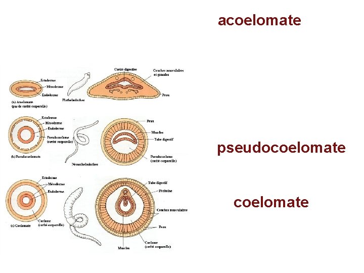 Body Cavity 1. acoelomate - no body cavity, digestive tube connected to muscle 2.