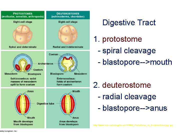 Digestive Tract 1. protostome - spiral cleavage - blastopore-->mouth 2. deuterostome - radial cleavage