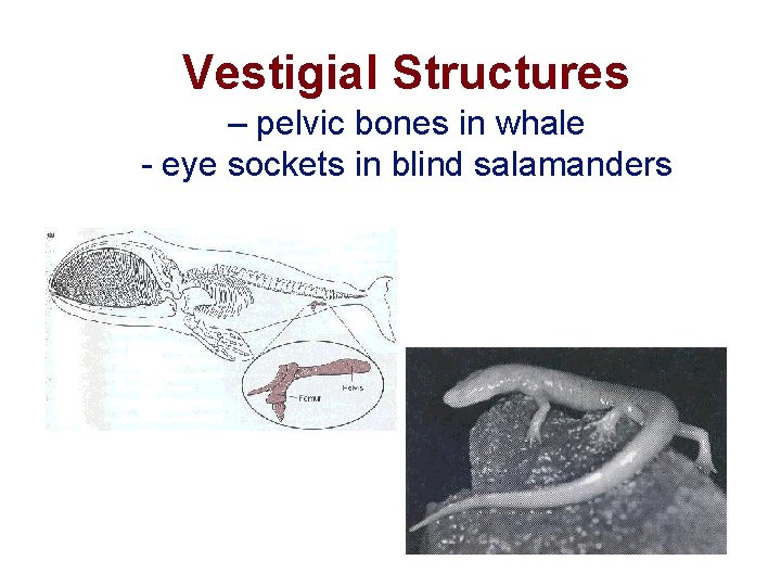 Vestigial Structures – pelvic bones in whale - eye sockets in blind salamanders 
