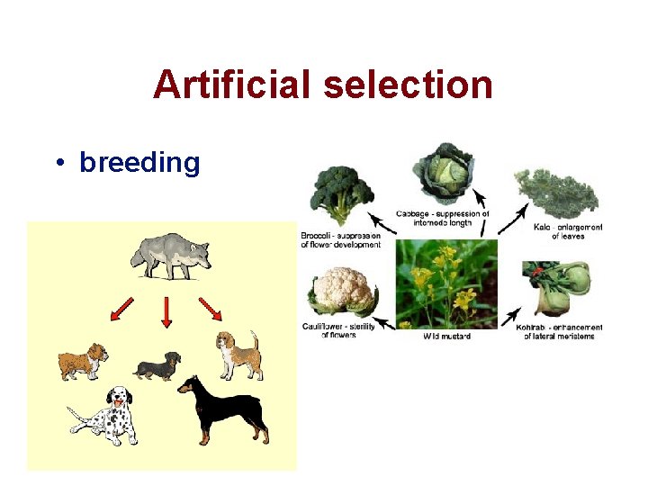 Artificial selection • breeding 