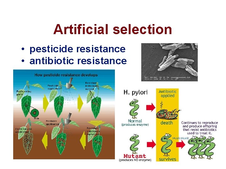 Artificial selection • pesticide resistance • antibiotic resistance 