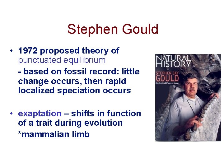 Stephen Gould • 1972 proposed theory of punctuated equilibrium - based on fossil record: