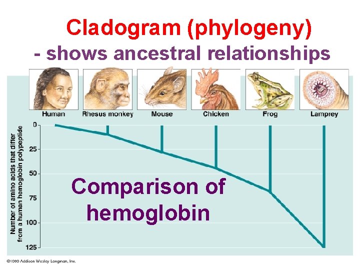 Cladogram (phylogeny) - shows ancestral relationships Comparison of hemoglobin 
