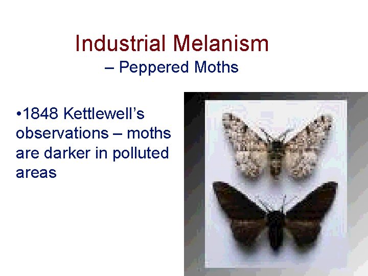 Industrial Melanism – Peppered Moths • 1848 Kettlewell’s observations – moths are darker in