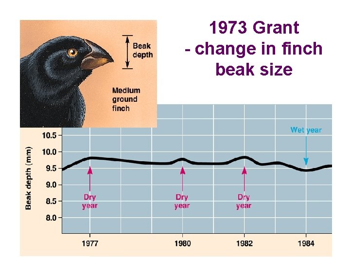 1973 Grant - change in finch beak size 