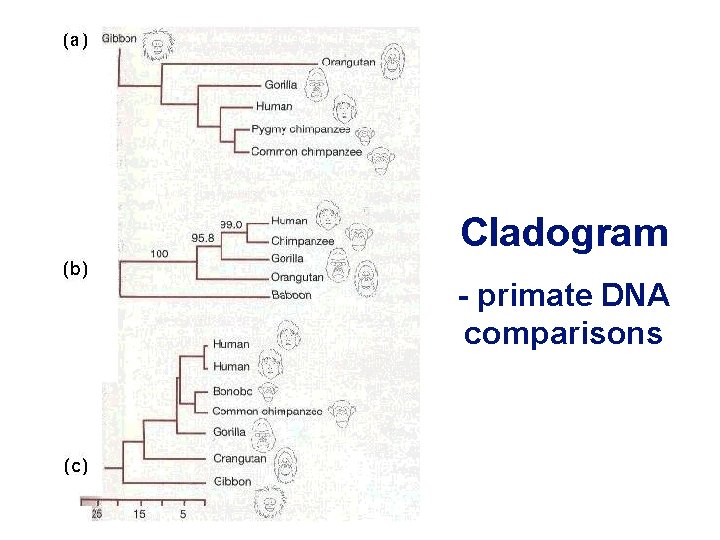 Cladogram - primate DNA comparisons 
