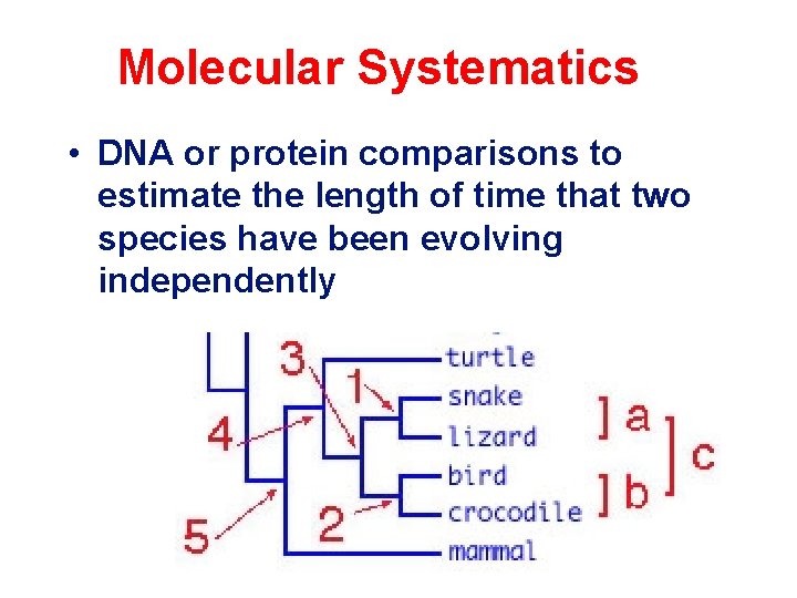 Molecular Systematics Molecular Clocks • DNA or protein comparisons to estimate the length of